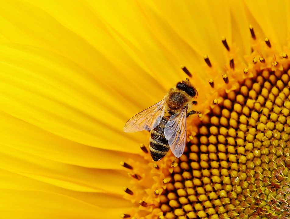 piqure abeille Livraison gratuite et partout au Maroc. Magasin BIO POUR BEBES. FRAIS DE PORT GRATUITS